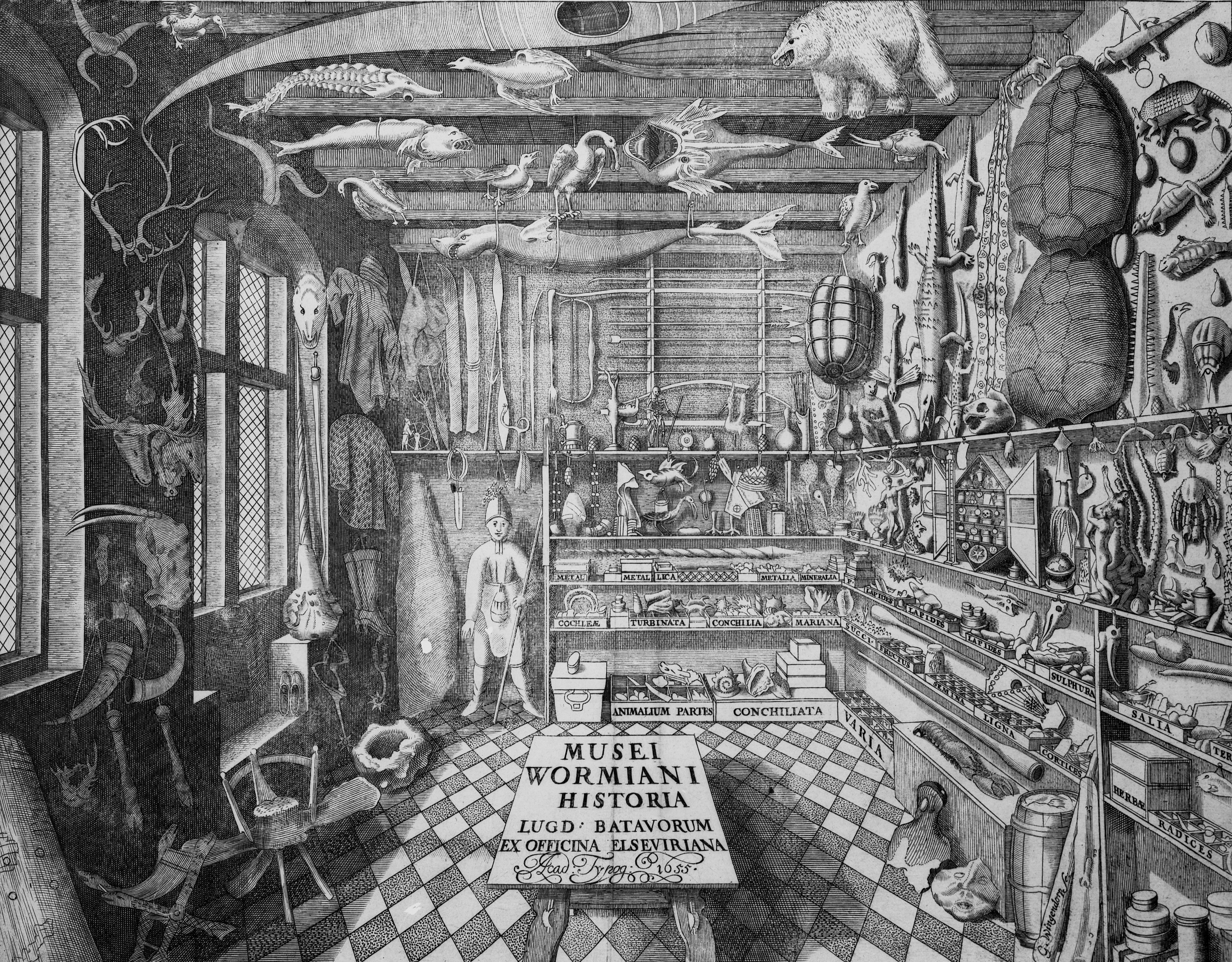 "Musei Wormiani Historia", the frontispiece from the Museum Wormianum depicting Ole Worm's cabinet of curiosities